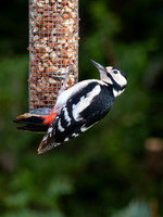 Great Spotted Woodpecker (Dendrocopos major)