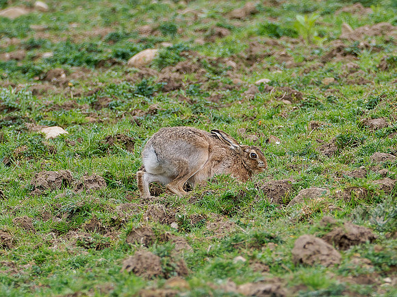 A Good Hare Day