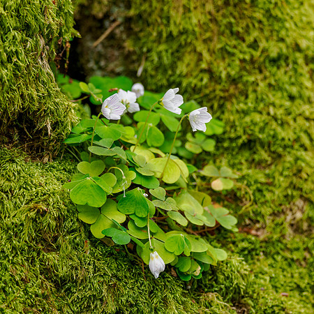 20250427-Balmacaan Wood-OM016469