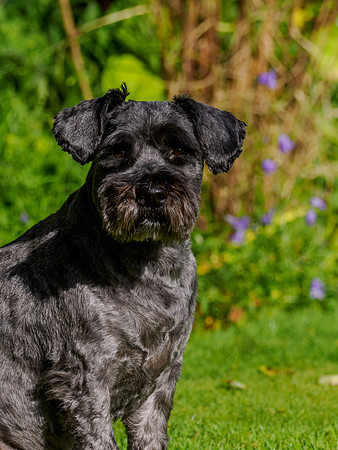 Archie
