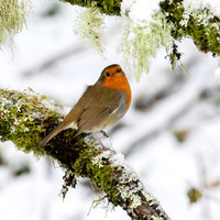 Robin