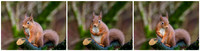Red Squirrel (Sciurus vulgaris)