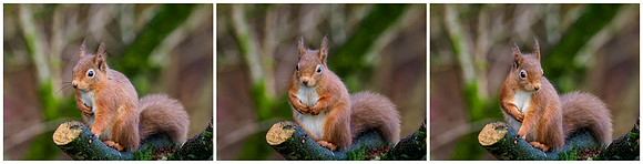 Red Squirrel (Sciurus vulgaris)