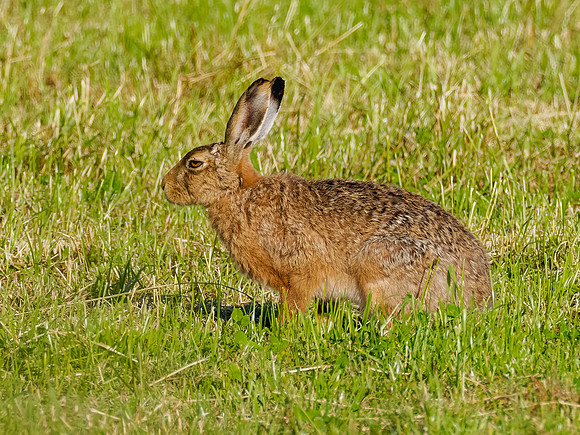 Grumpy Brown Hare (Lepus europaeus)