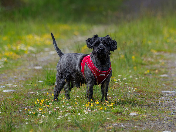 Archie My Handsome Boy