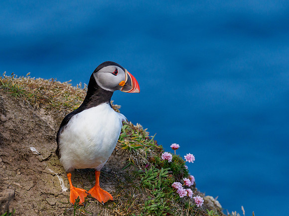 Atlantic Puffin (Fratercula arctica)