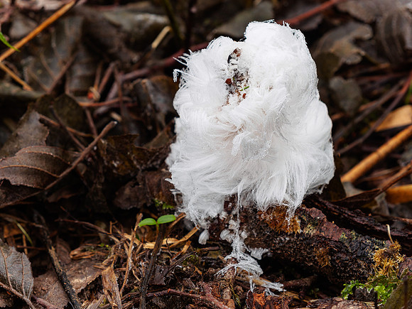Ice Flower 5