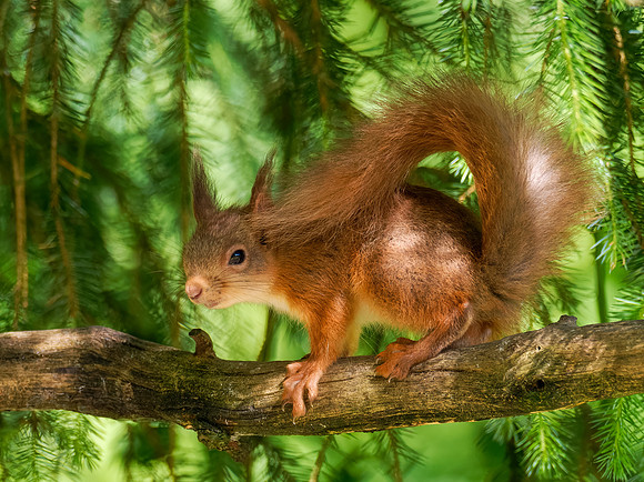 Young Red Squirrel