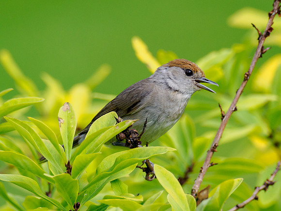 Female Blackcap