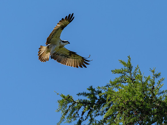 Osprey Illuminated