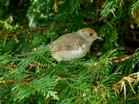 Male Blackcap