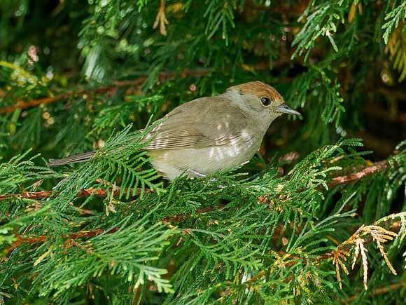 Male Blackcap