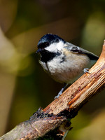 Coal Tit