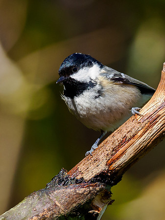 Coal Tit