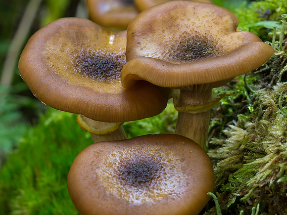 Fungi