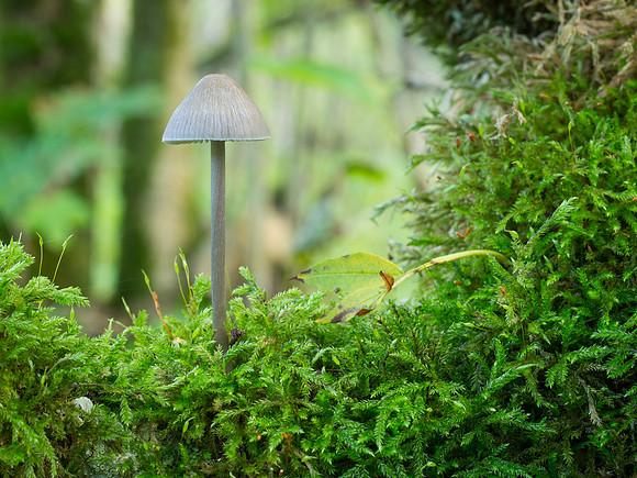 Fungi