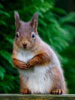 Red Squirrel (Sciurus vulgaris)