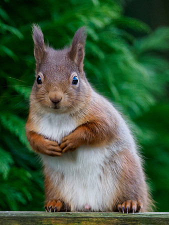 Red Squirrel (Sciurus vulgaris)