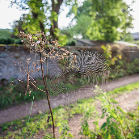 Sunshine on the Web