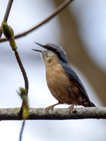 Noisy Nuthatch