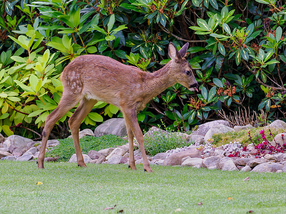 Trainee Gardeners