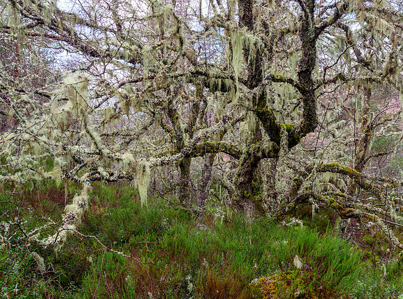Hairy Monster Tree