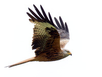 Red Kite (Milvus milvus)