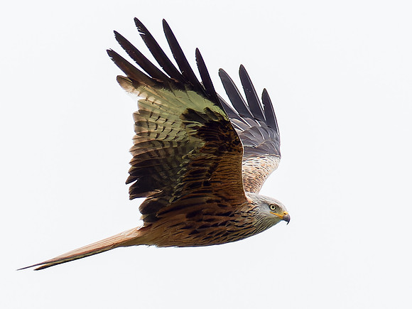 Red Kite (Milvus milvus)