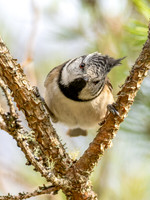 Crested Tit