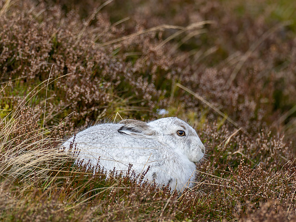 Mountain Hare