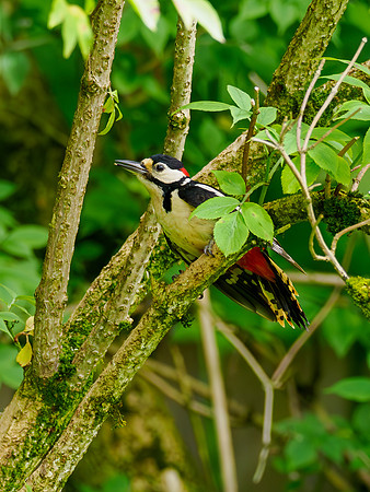 Great Spotted Woodpecker (Dendrocopos major)