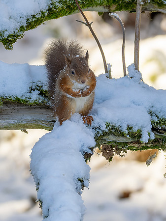 Snowy Squirrel