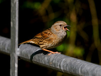 The Gatekeeper