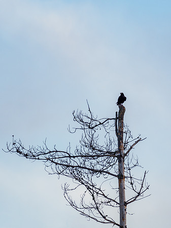 Raven (Corvus corax)