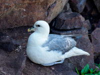 Fulmar