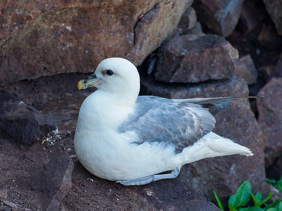 Fulmar