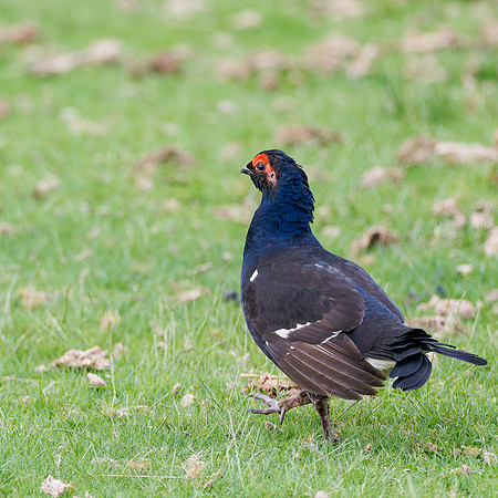 Black Grouse (Tetrao tetrix)