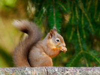 Red Squirrel Feeding