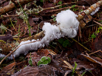 Ice Flower 2