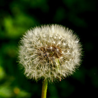 Dandelion