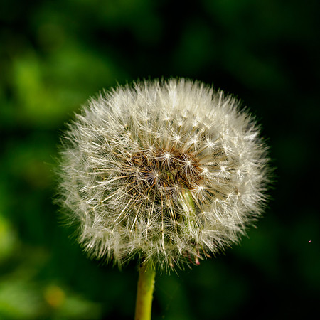 Dandelion