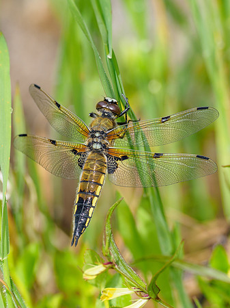 Four Spotted Chaser (Libellula quadrimaculata)
