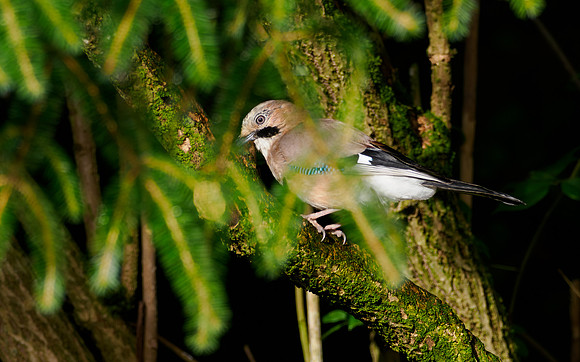 Eurasian Jay