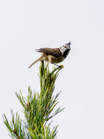 Crested Tit