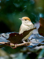 Female Blackcap