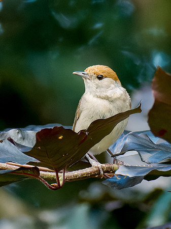 Female Blackcap