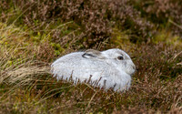 Mountain Hare