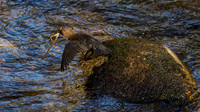 Nethy Dipper