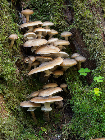 Fungi