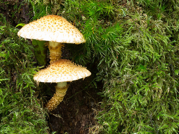 Fungi